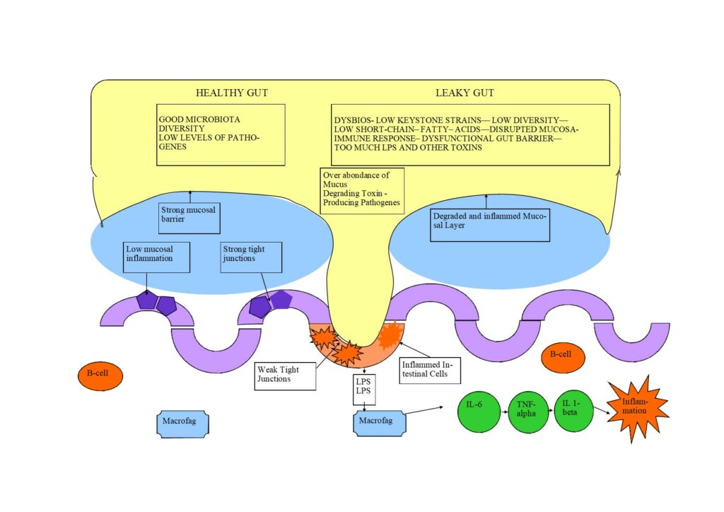 Leaky Gut