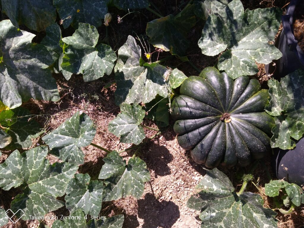 Ekologisk pumpa (courge). Whole Food Plant Based