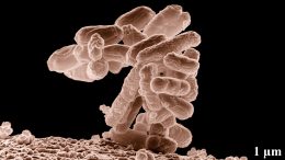 Mikrobiom och cancer